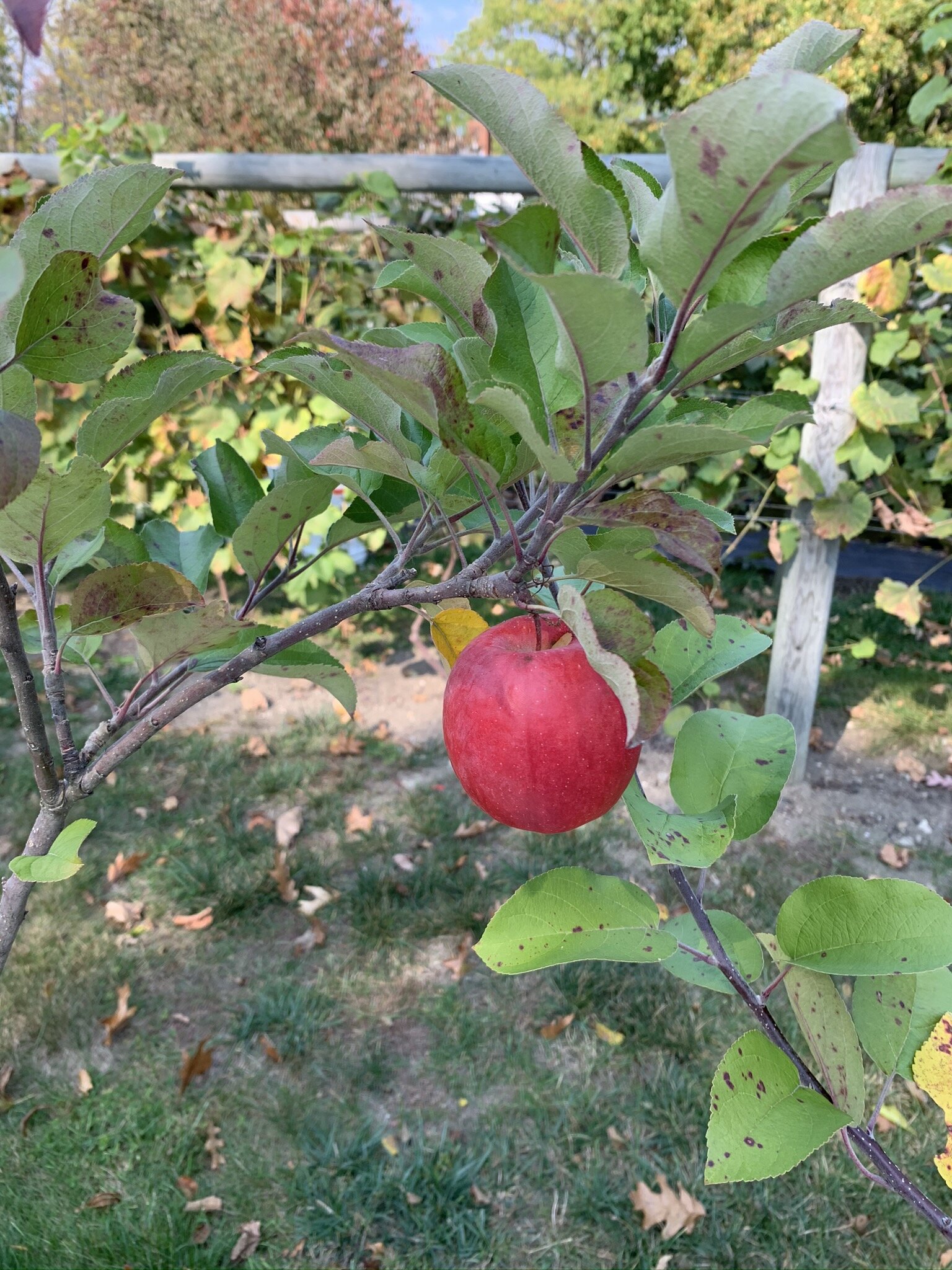 Dwarf Apple Trees