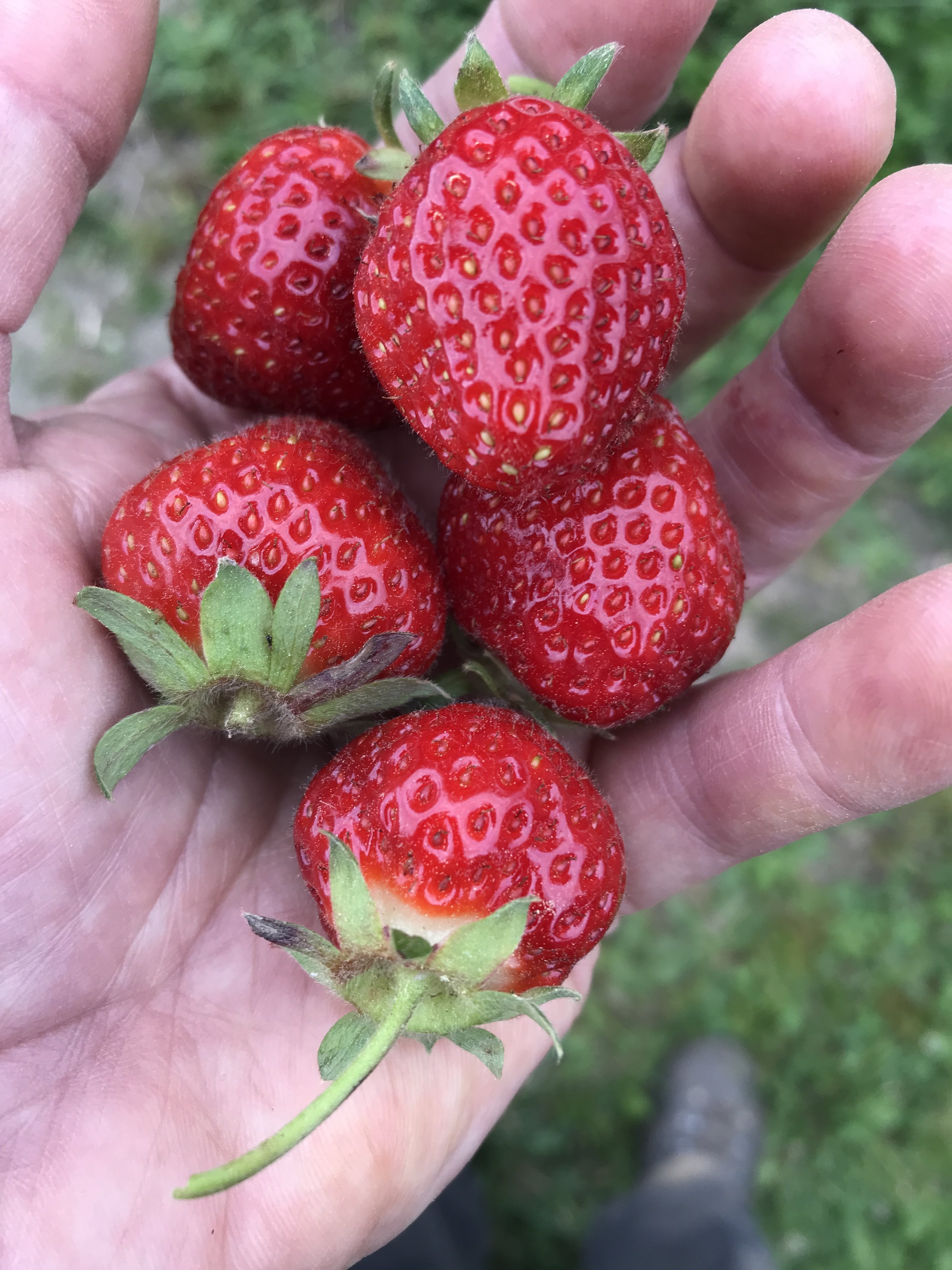 strawberry in DQ hand.JPEG