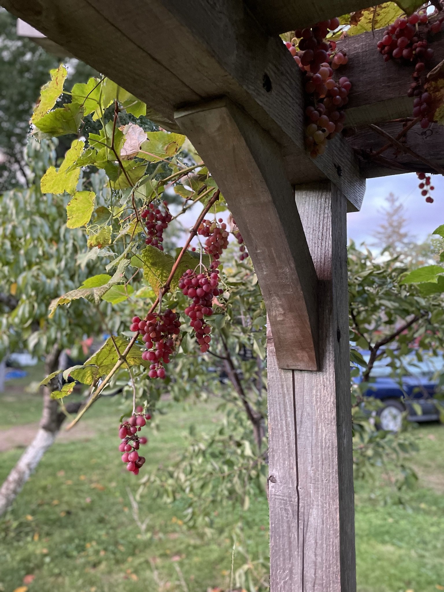 Red grapes.jpeg