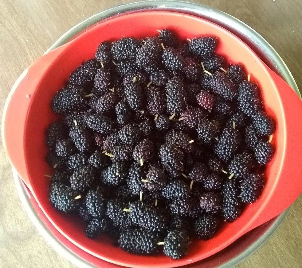 persian mullberries.jpg