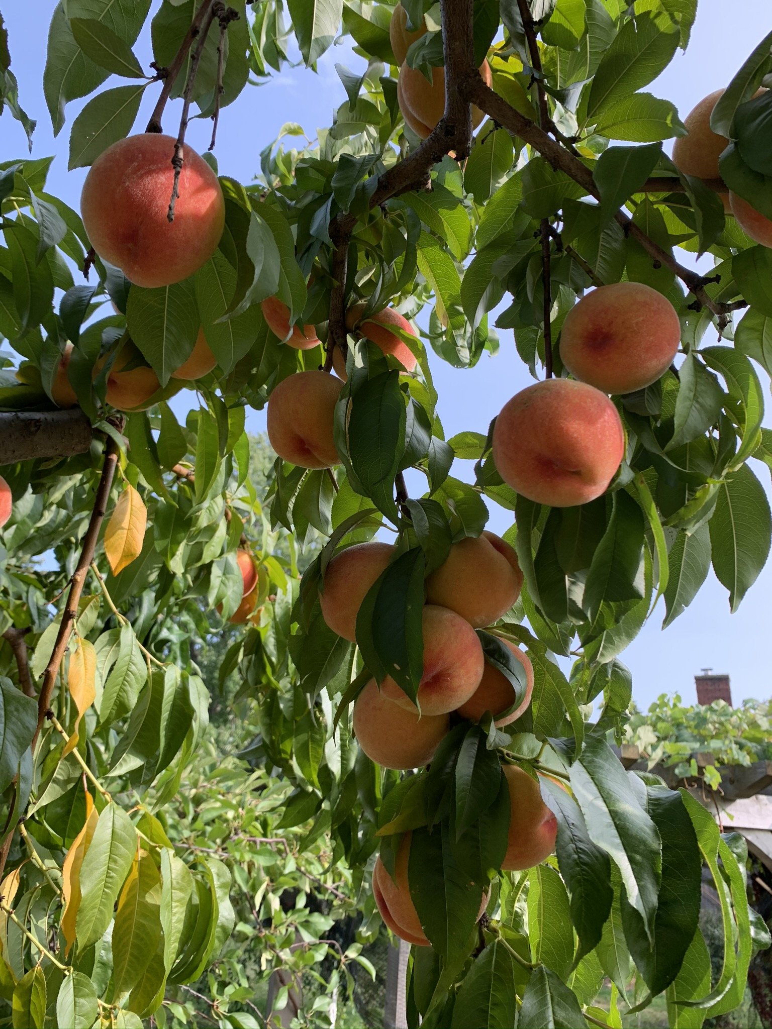 peaches in tree.JPEG