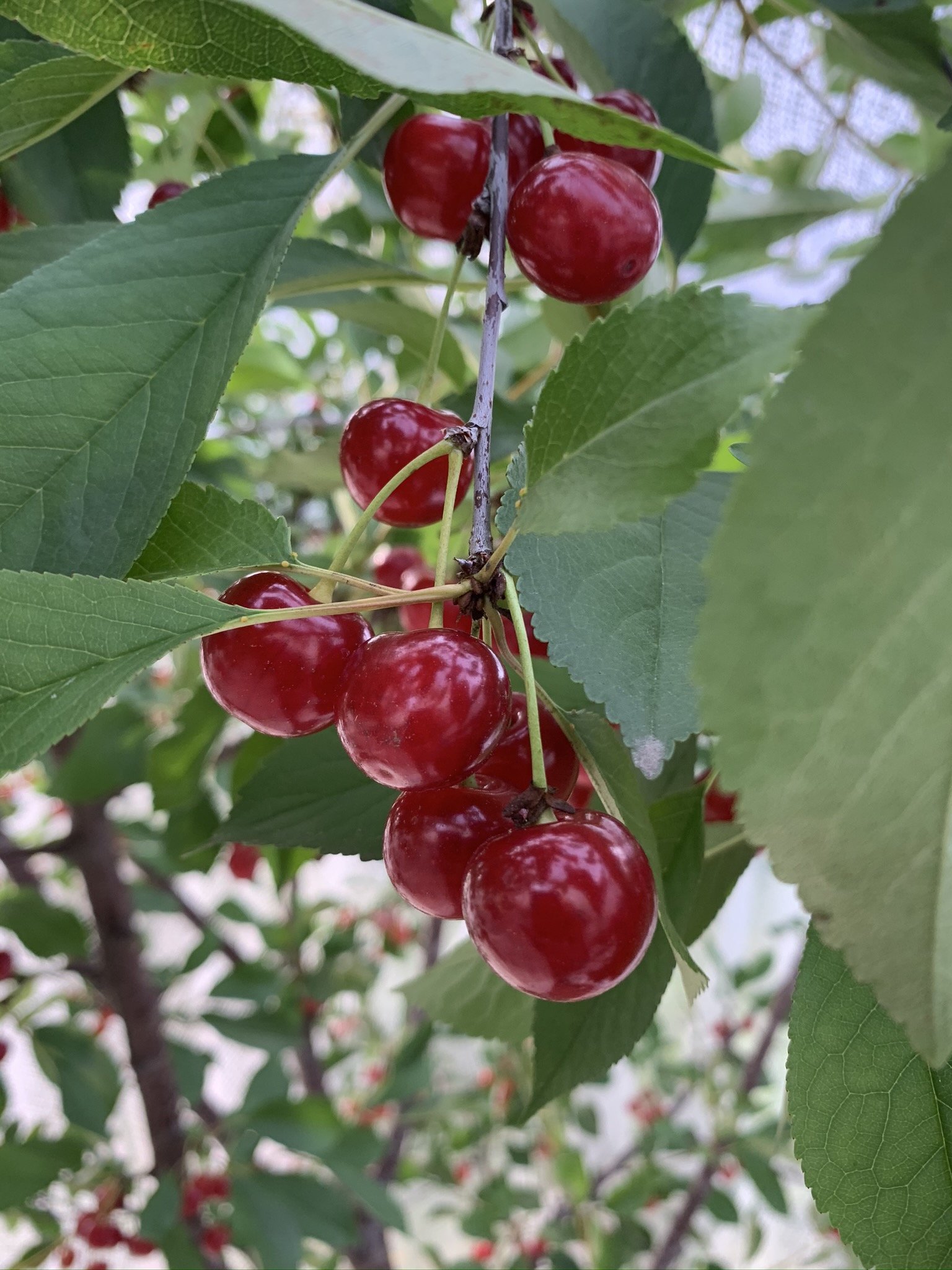 cherries.JPEG