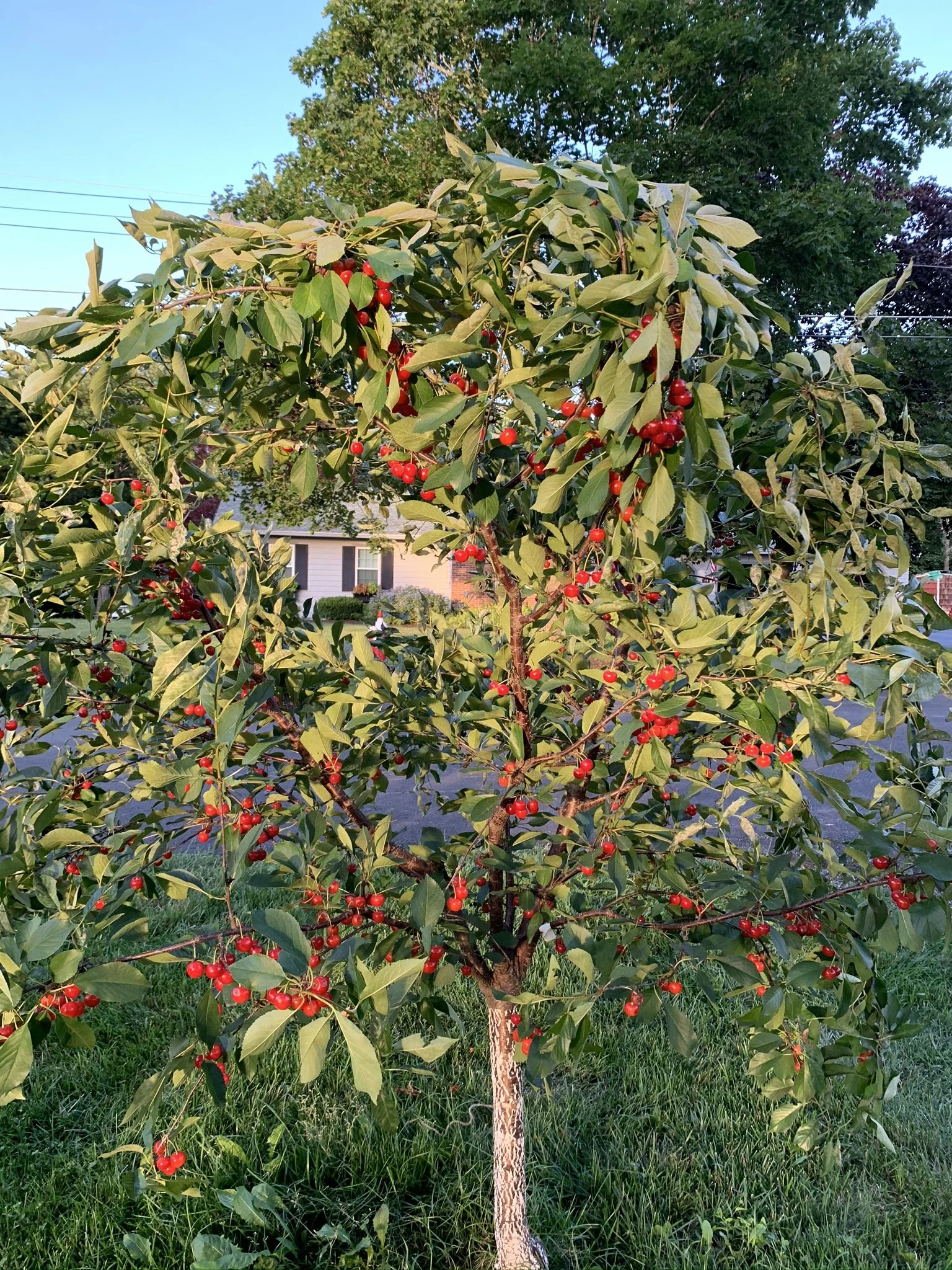 cherries in tree.JPEG