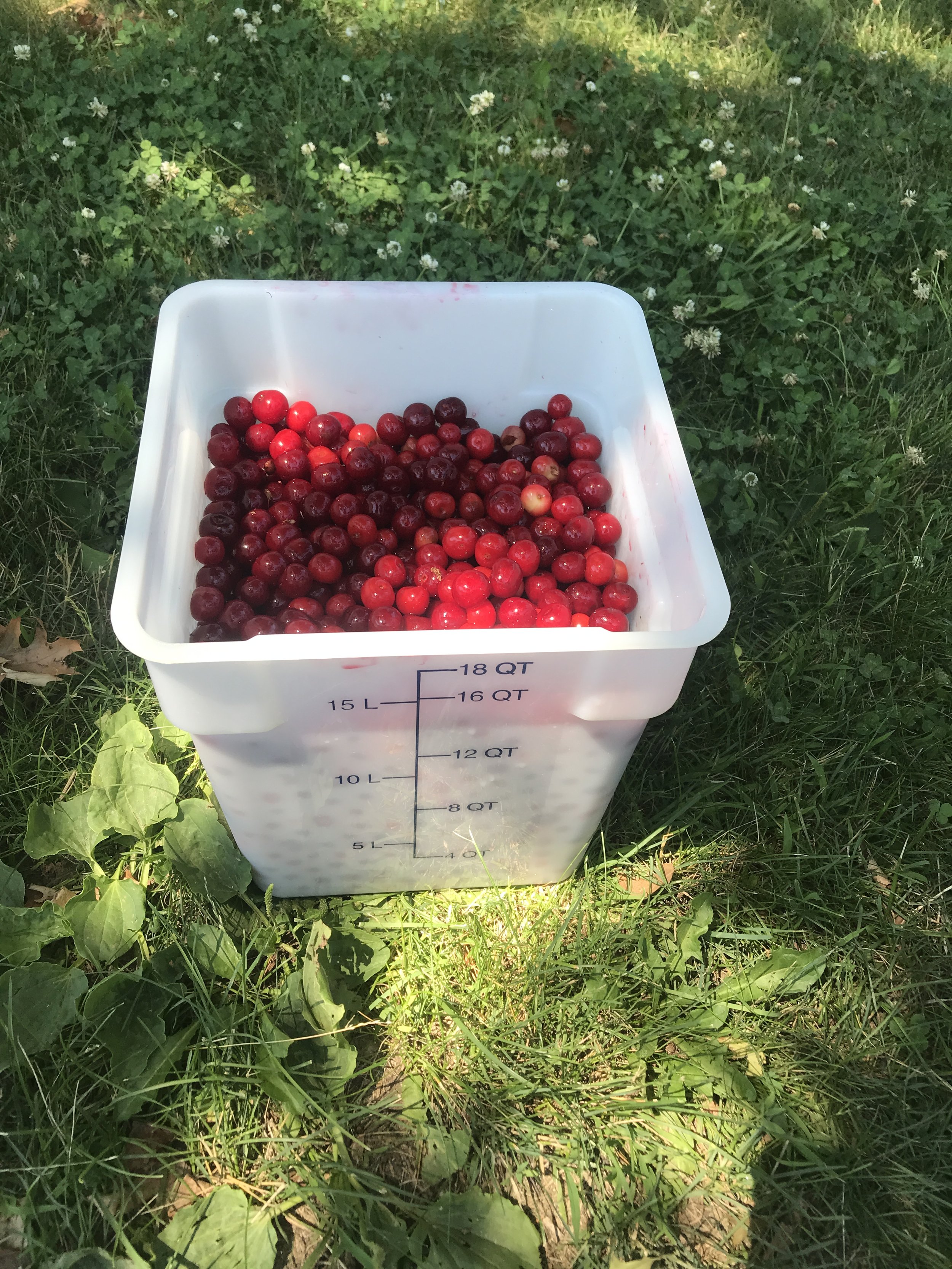 cherries in container.JPG