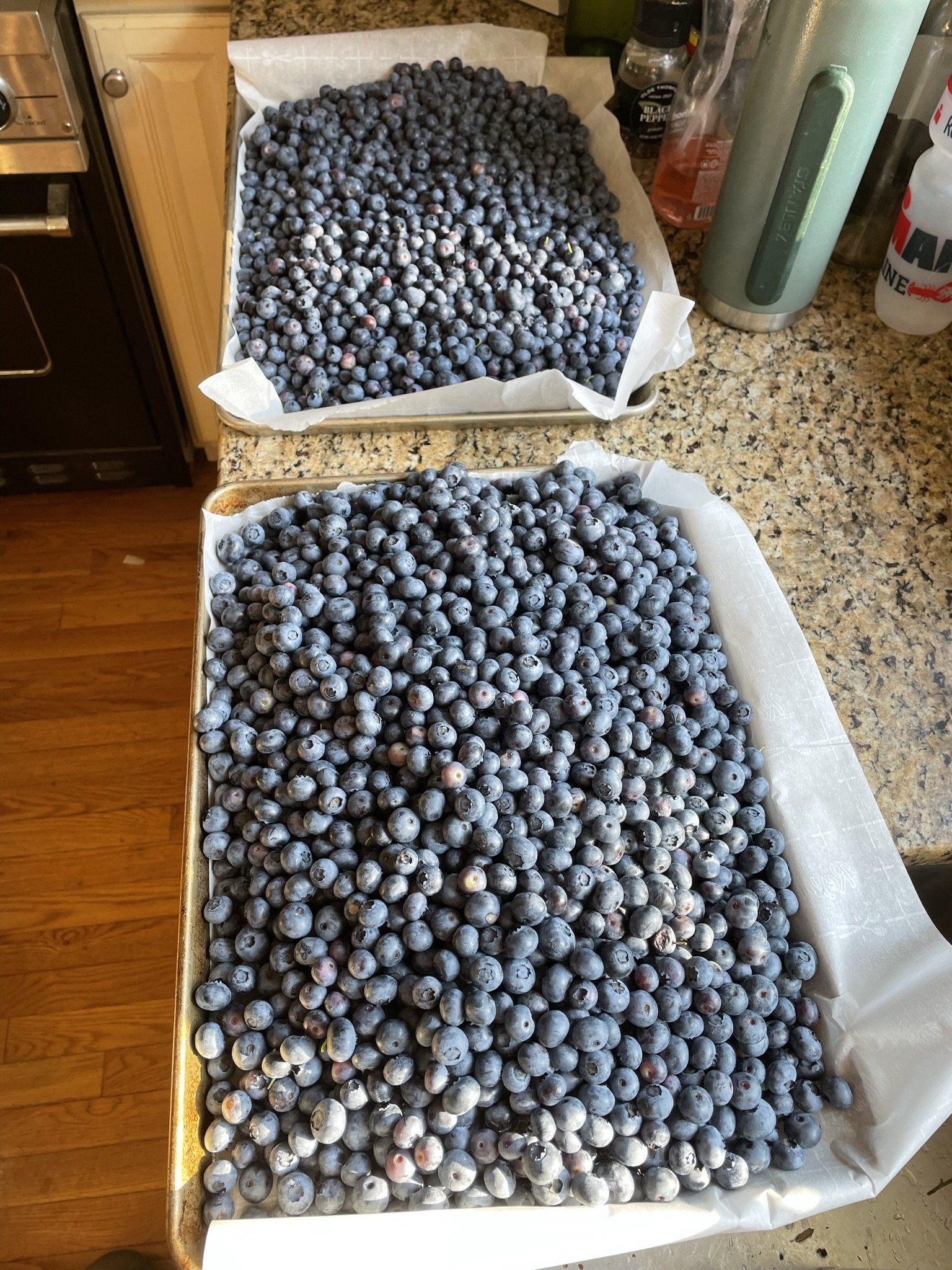 2022 blueberries for freezing.JPEG