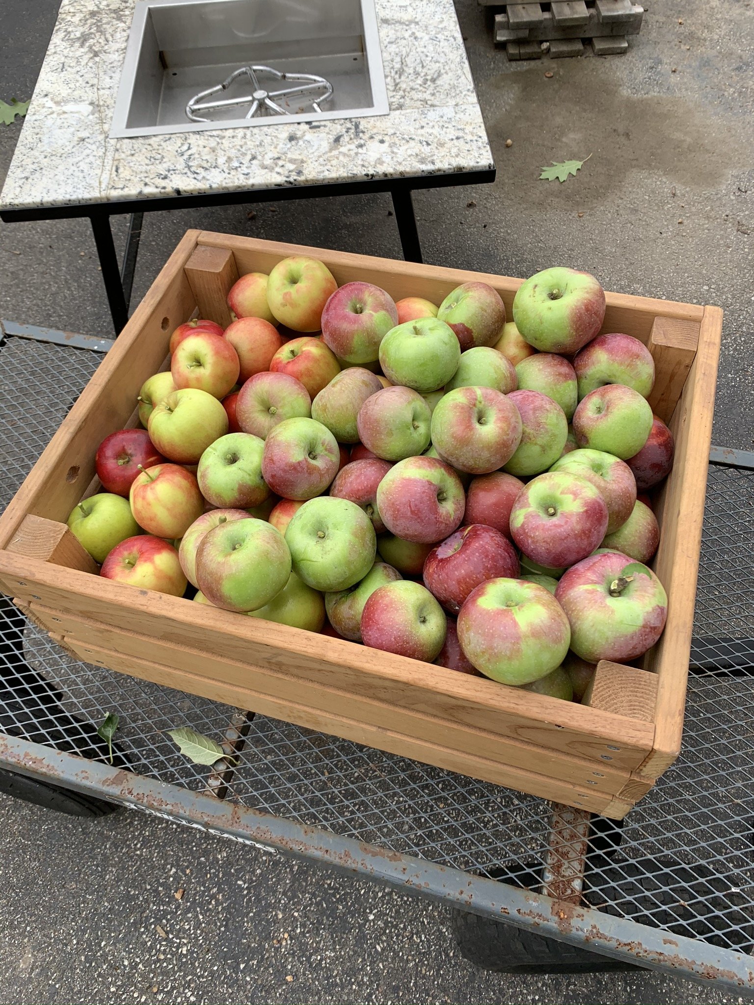 apples.JPEG