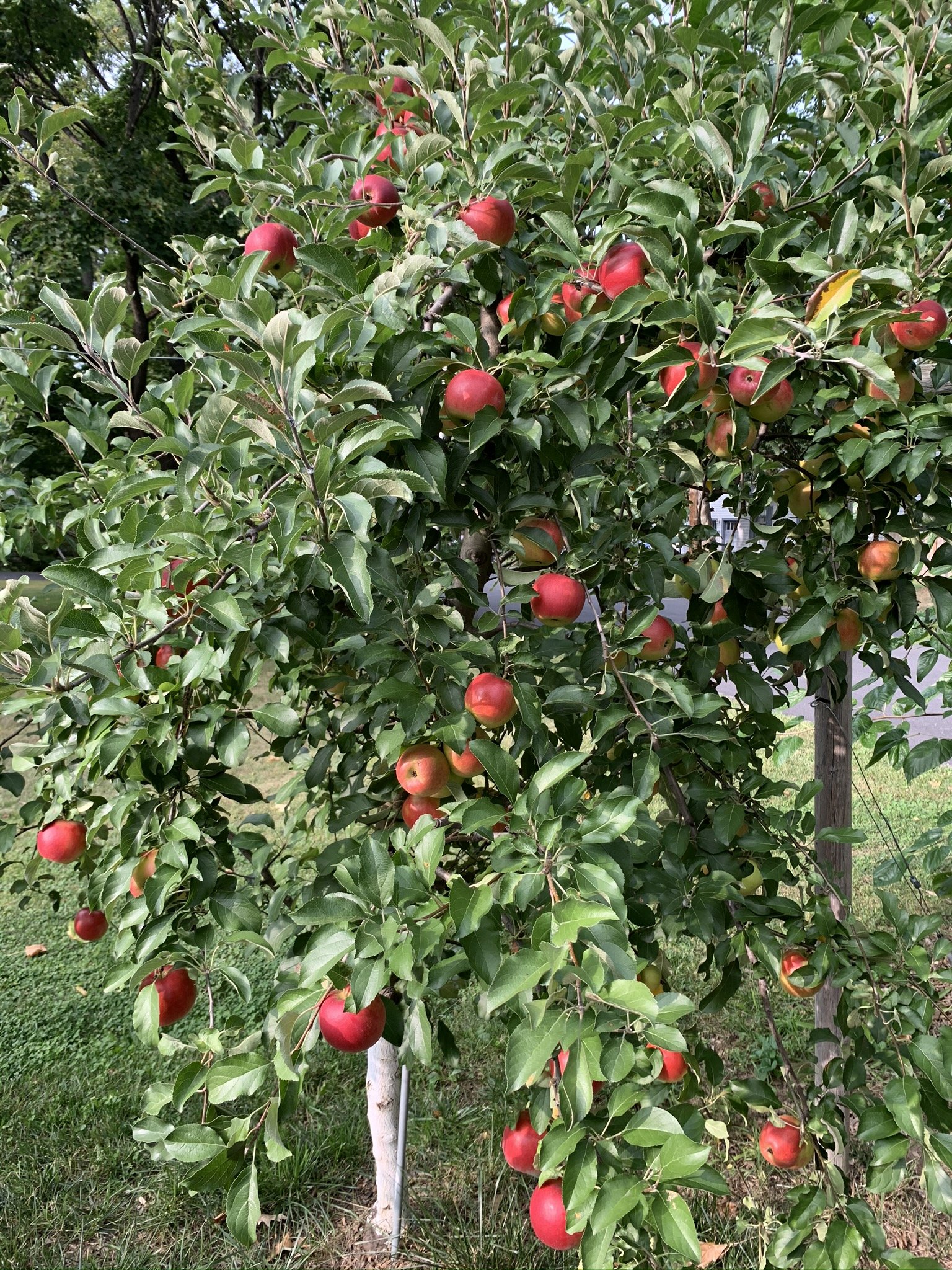 apple tree.JPEG