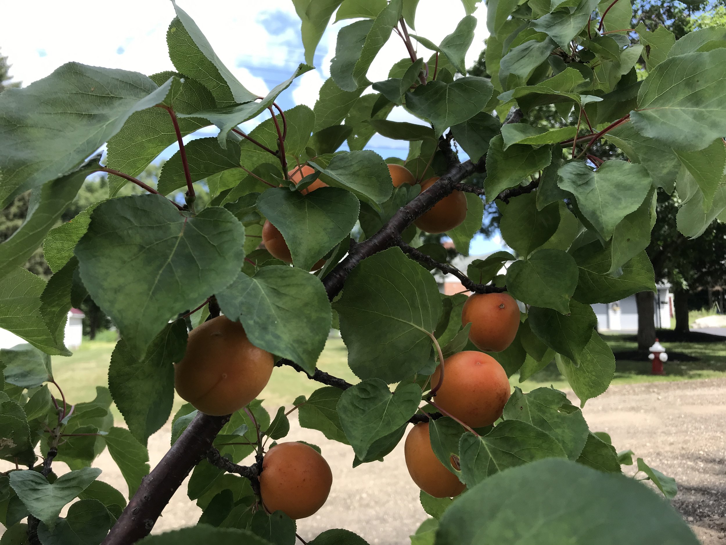 apricots in tree.JPG