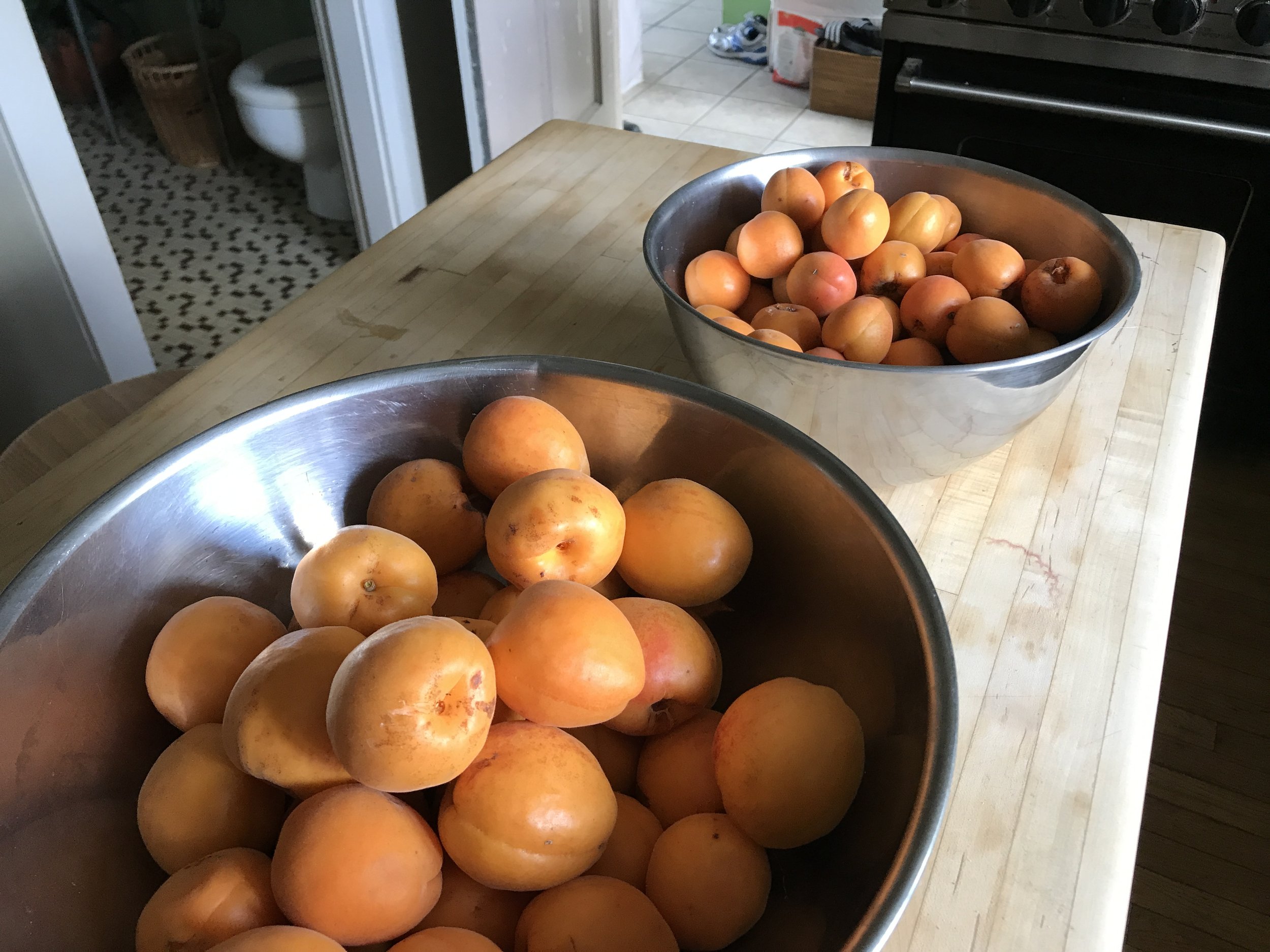 apricots.JPG