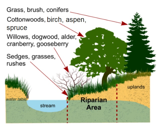 case study riparian zone