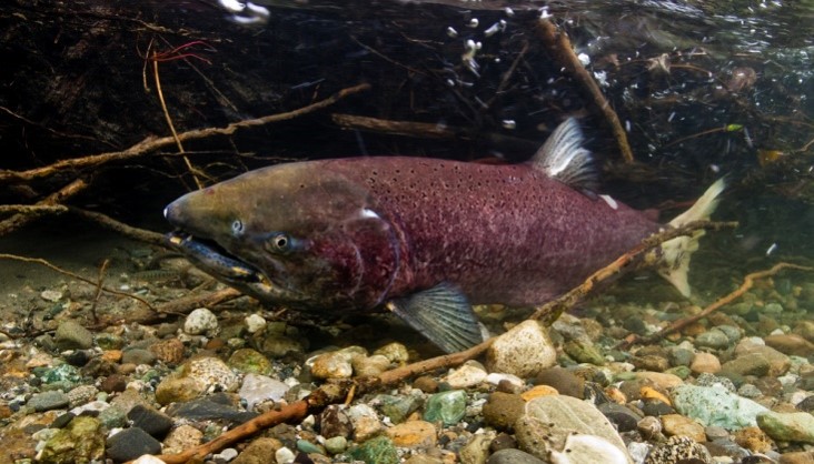 Adult Chinook