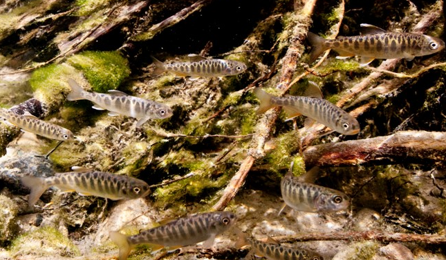 Juvenile Chinook