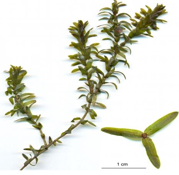 Elodea
