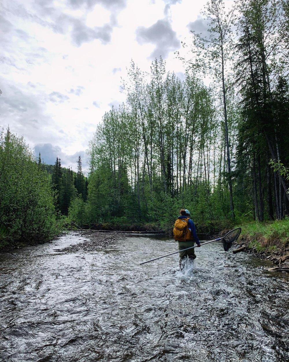 Chinook Sampling — Tanana Valley Watershed Association