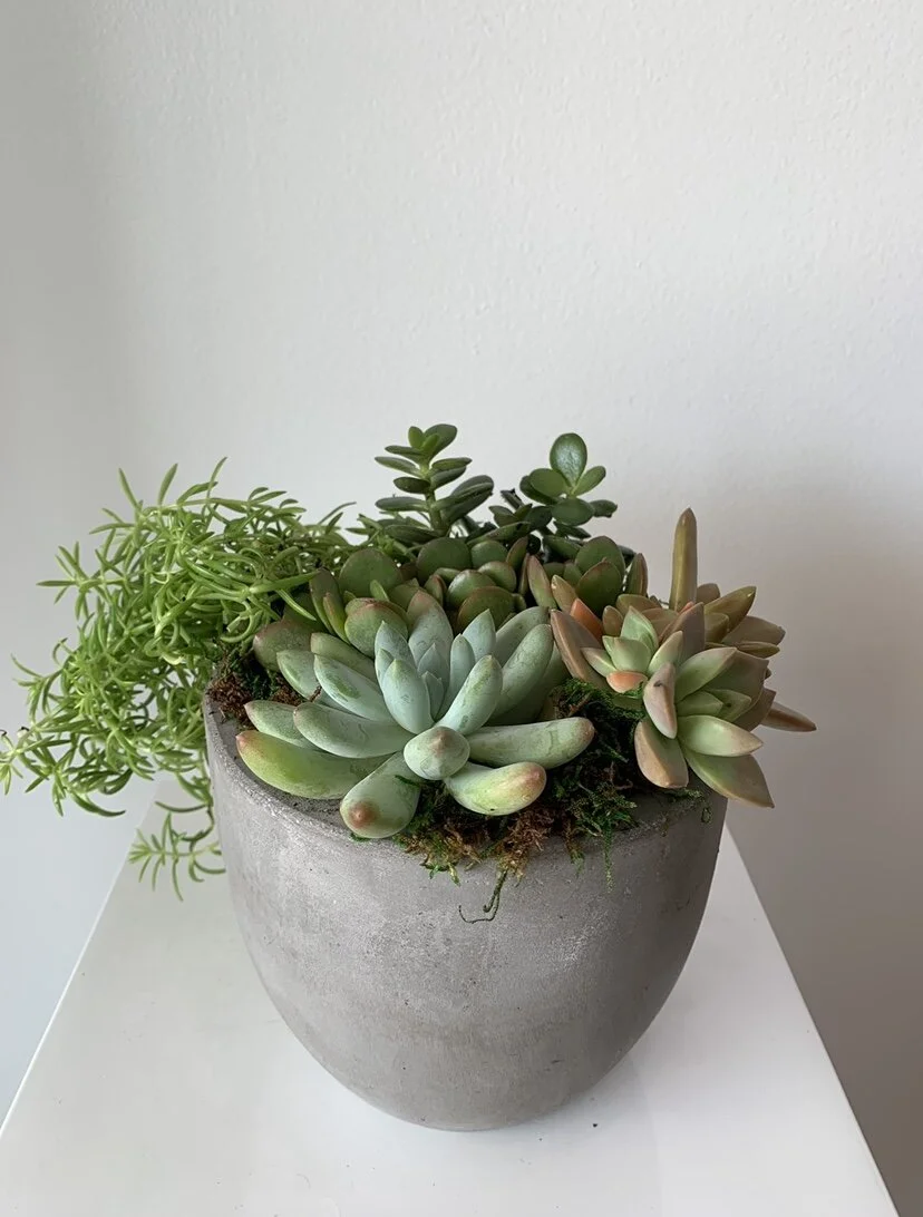 succulent planter 2.jpg