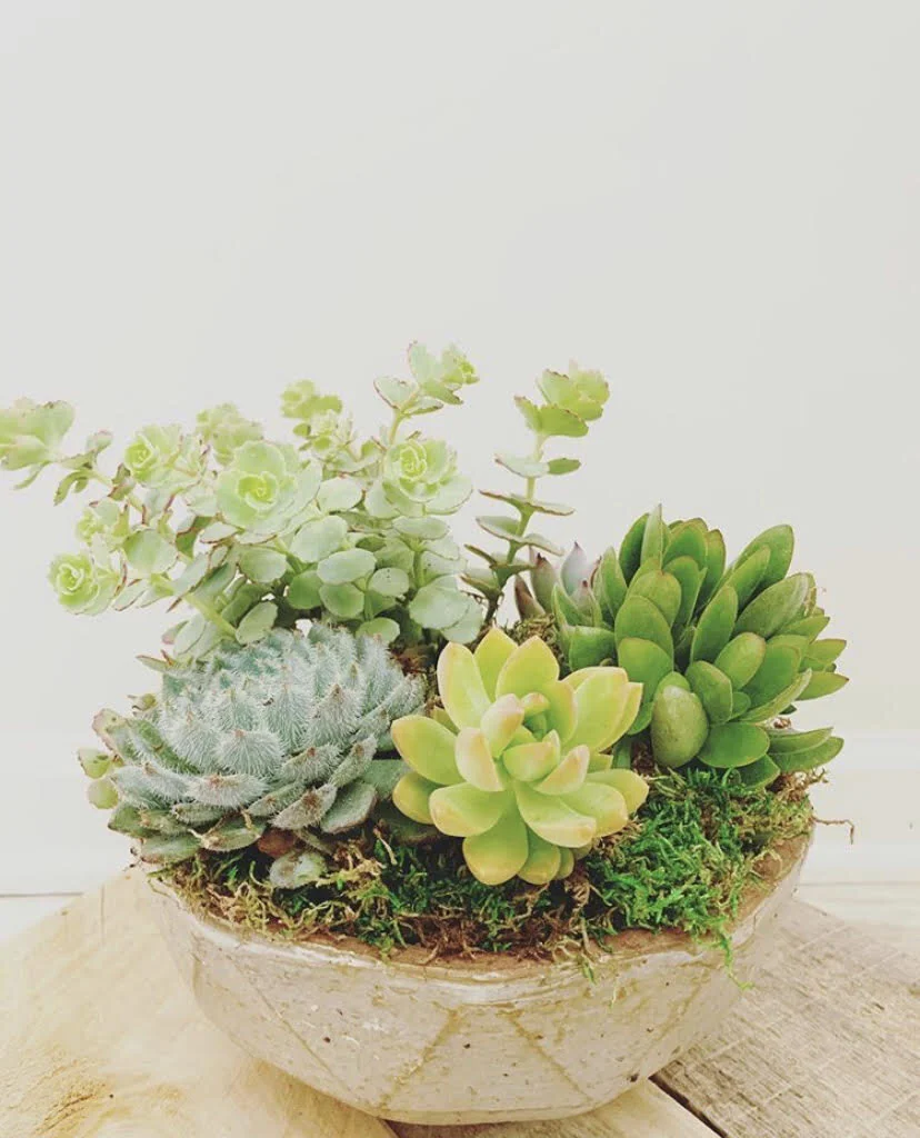 succulent planter.jpg
