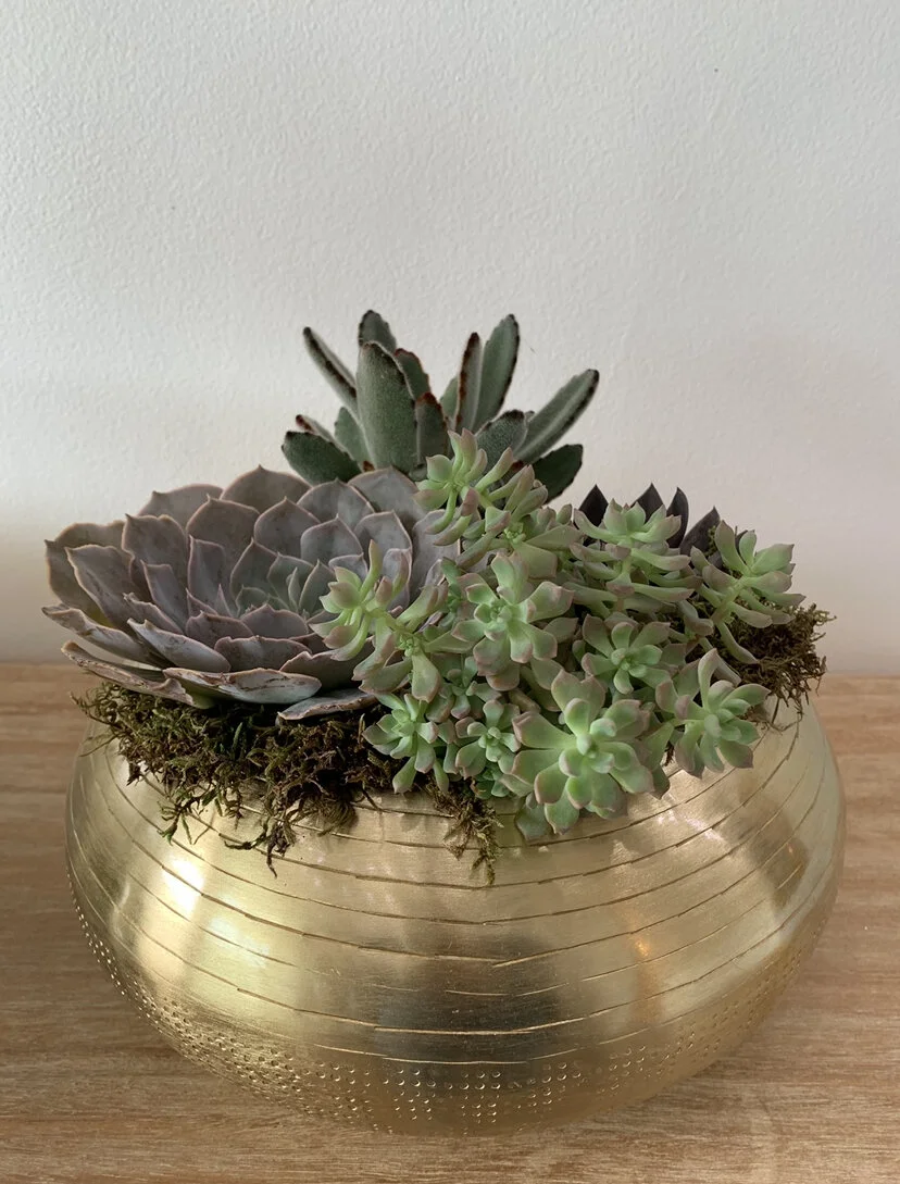 Succulent or Tropical Planter  Botanica