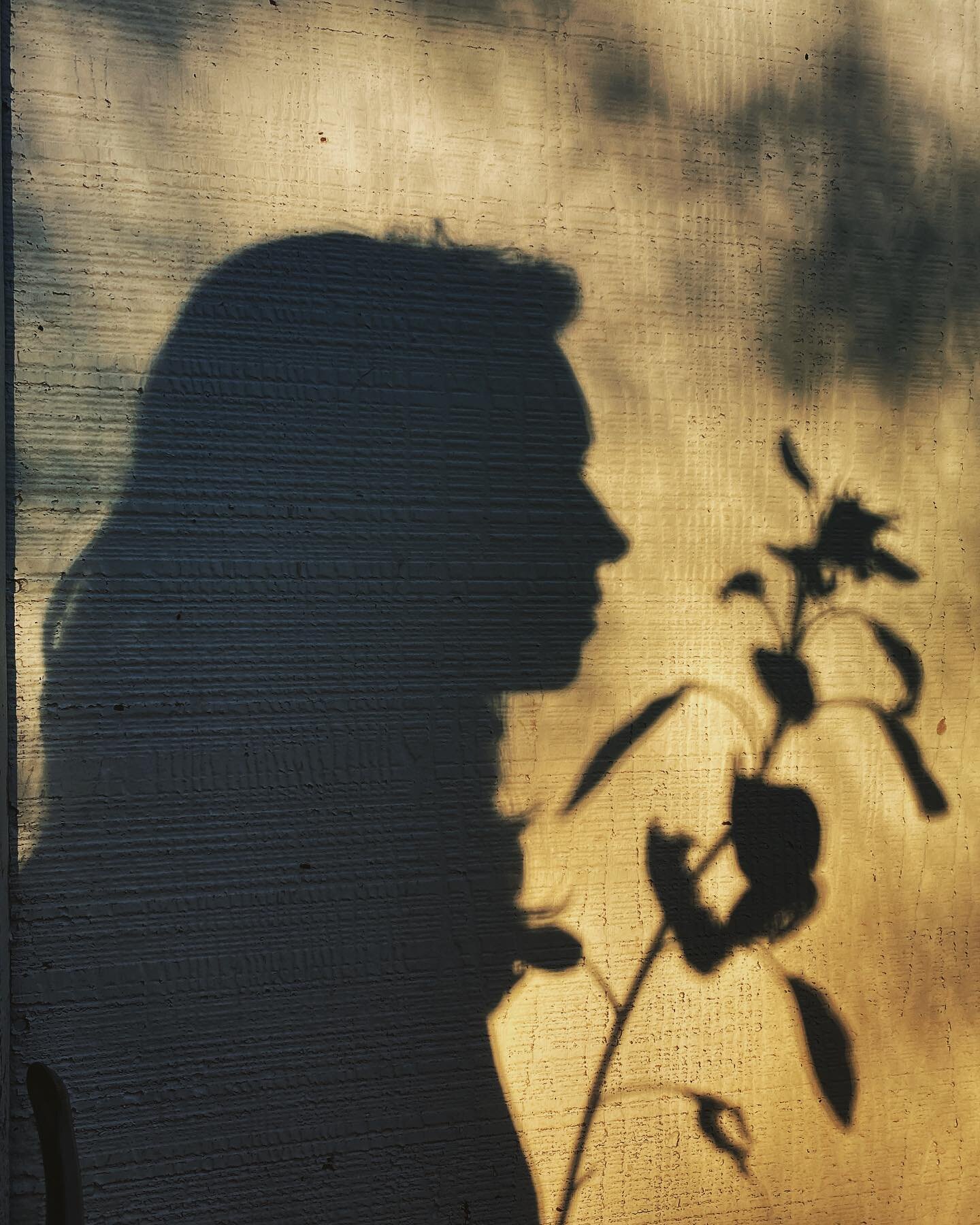 65/100 - a wall with shadowy profiles of a sunflower and a gardener, side by side in the afternoon winter light of christmas eve. #100daysofthingsivenoticed 

#sunflower🌻 #afternoonshadows #brbchasinglight #inthegarden #inthegardentoday #slowdown