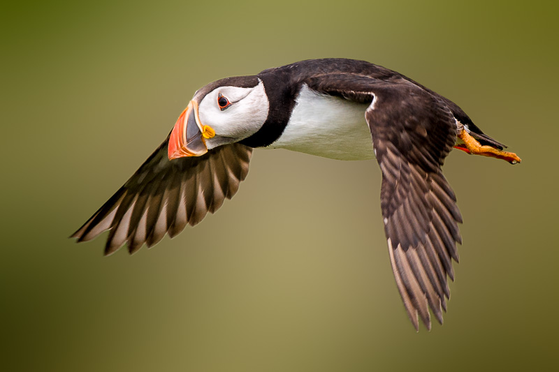 Puffin Waiting to Land