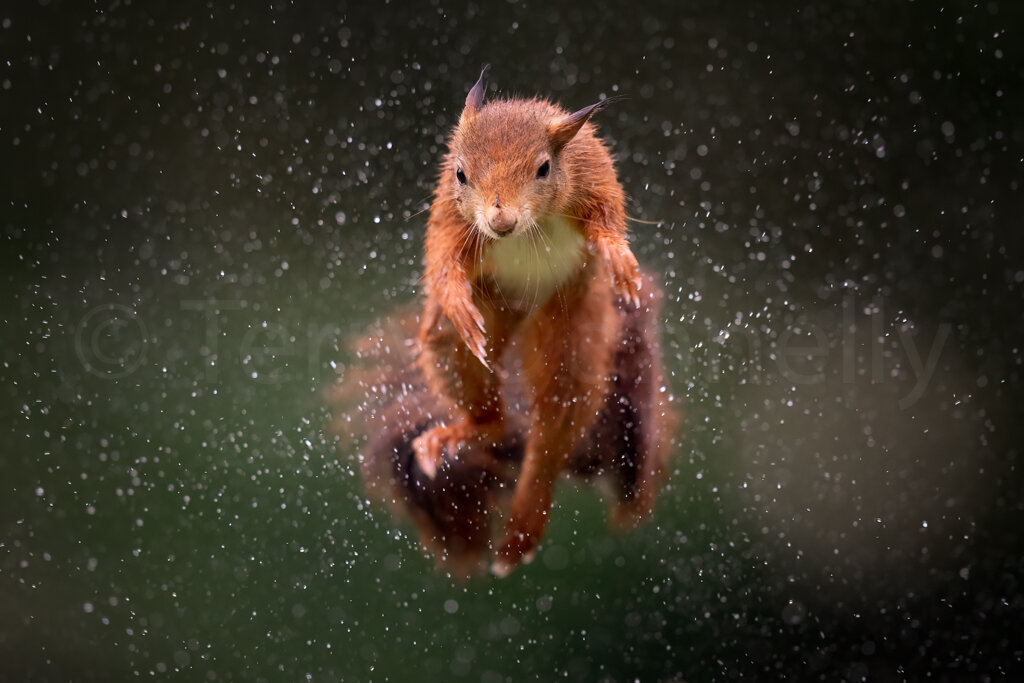 Red Squirrel Jumping through Rain - Code S8