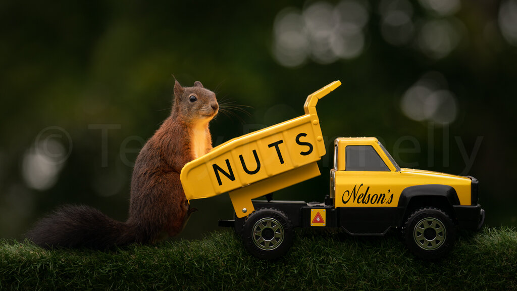 Nelson Nut Delivery - Code Q10