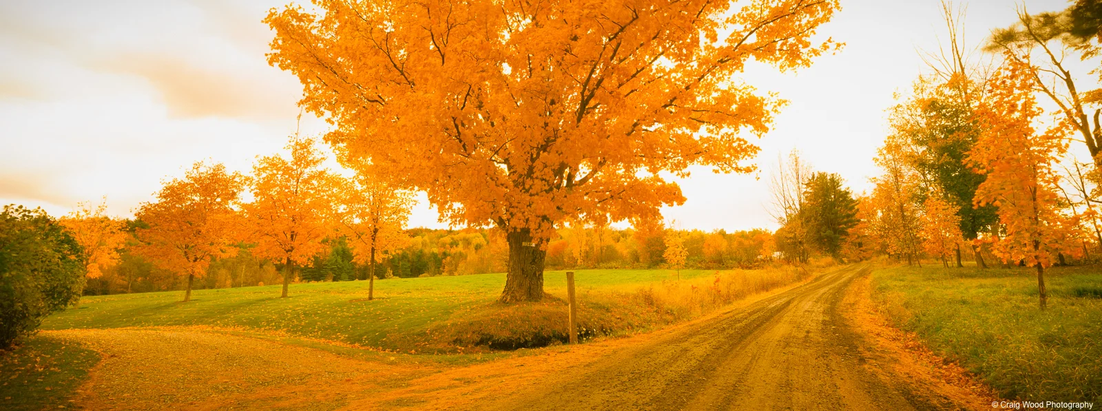 fork in the road w copyright.jpg