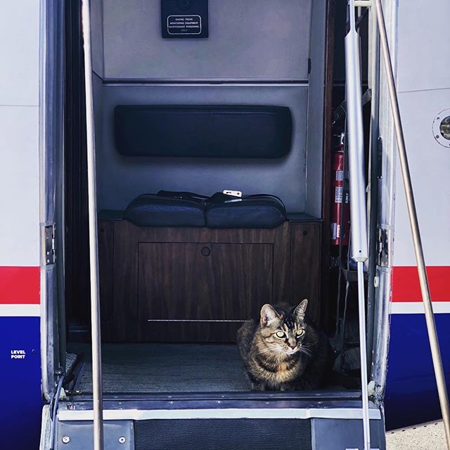 The welcoming committee... Apparently Windsock had a few things to discuss with the Governor today 😹 ✈️ #kingair #kingairnation #cat #cats #catsofinstagram #crazycat #aviationlovers #aviation #avgeek #catwantstofly #fly #flying #welcomingcommittee #catsgotanopiniontoo #politics #governorsplane #idaho #idahome