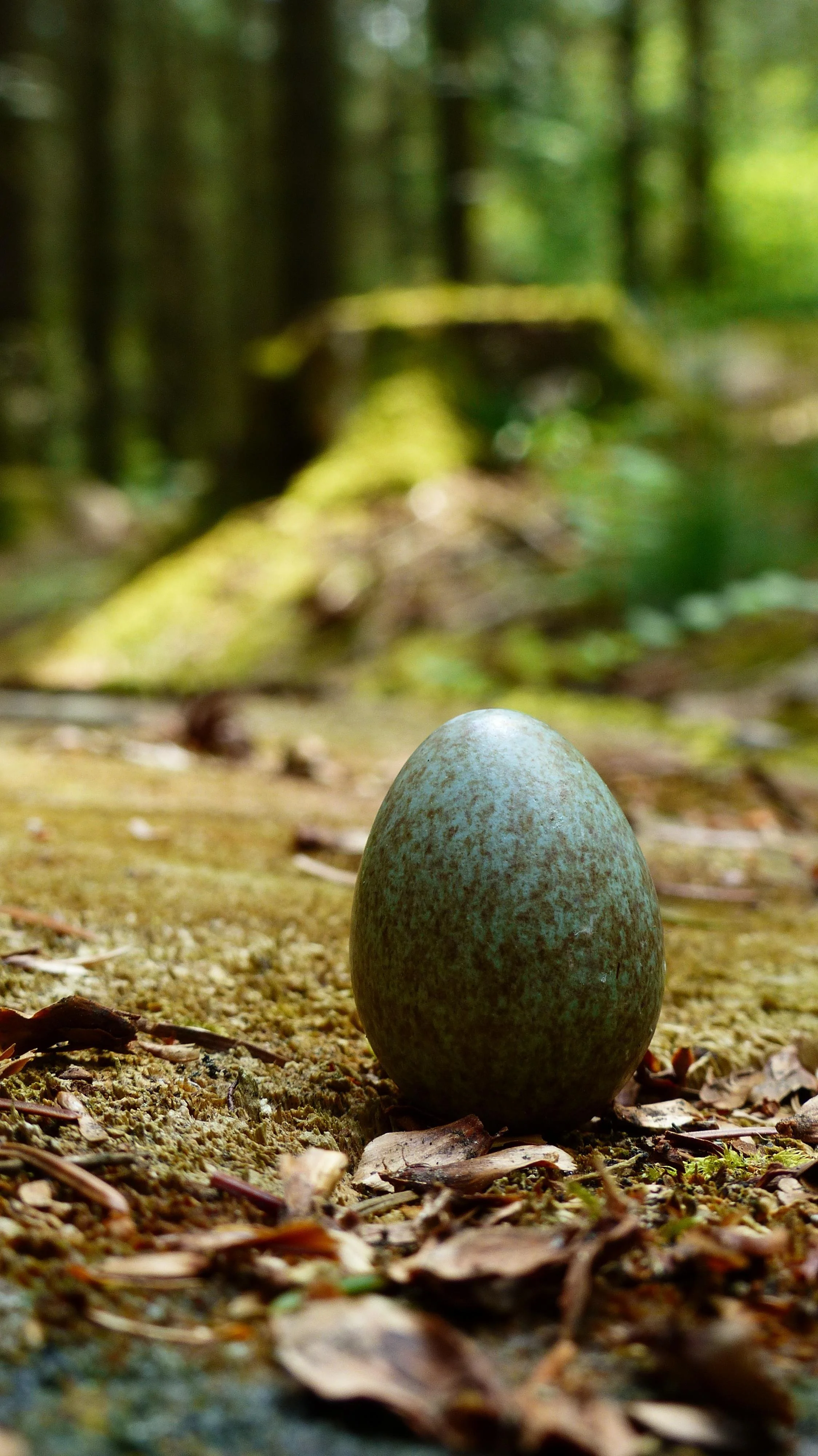 egg.jpg