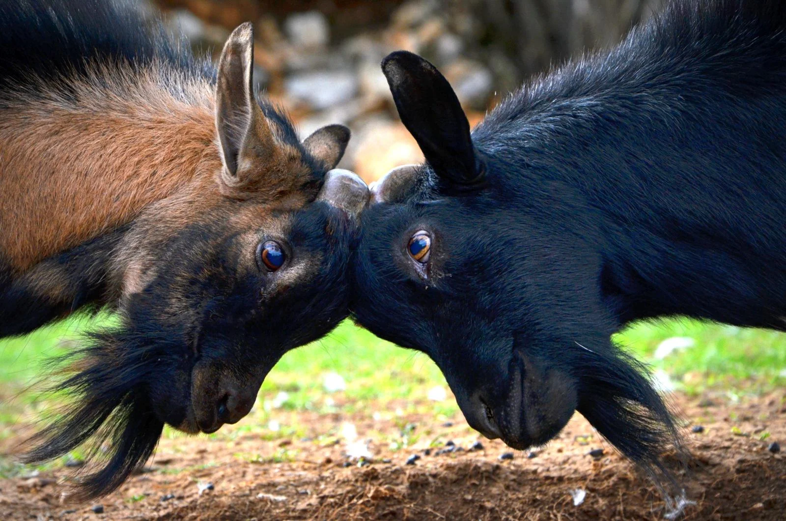 goatsbuttingheads.jpg