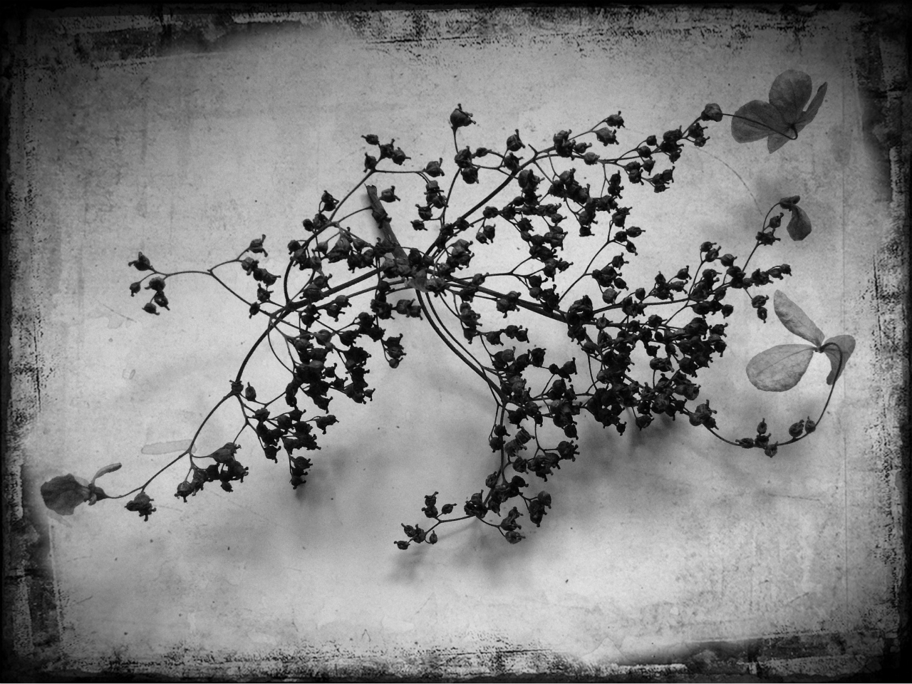 In the Winter Garden, 2 © Susan Jacobs 2013