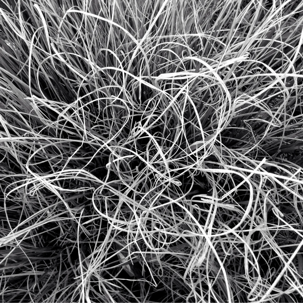 Grasses © Susan Jacobs 2013
/* Style Definitions */
table.MsoNormalTable
{mso-style-name:"Table Normal";
mso-tstyle-rowband-size:0;
mso-tstyle-colband-size:0;
mso-style-noshow:yes;
mso-style-priority:99;
mso-style-qformat:yes;
mso-style-parent:"";
mso-padding-alt:0in 5.4pt 0in 5.4pt;
mso-para-margin-top:0in;
mso-para-margin-right:0in;
mso-para-margin-bottom:10.0pt;
mso-para-margin-left:0in;
line-height:115%;
mso-pagination:widow-orphan;
font-size:11.0pt;
font-family:"Calibri","sans-serif";
mso-ascii-font-family:Calibri;
mso-ascii-theme-font:minor-latin;
mso-fareast-font-family:"Times New Roman";
mso-fareast-theme-font:minor-fareast;
mso-hansi-font-family:Calibri;
mso-hansi-theme-font:minor-latin;}