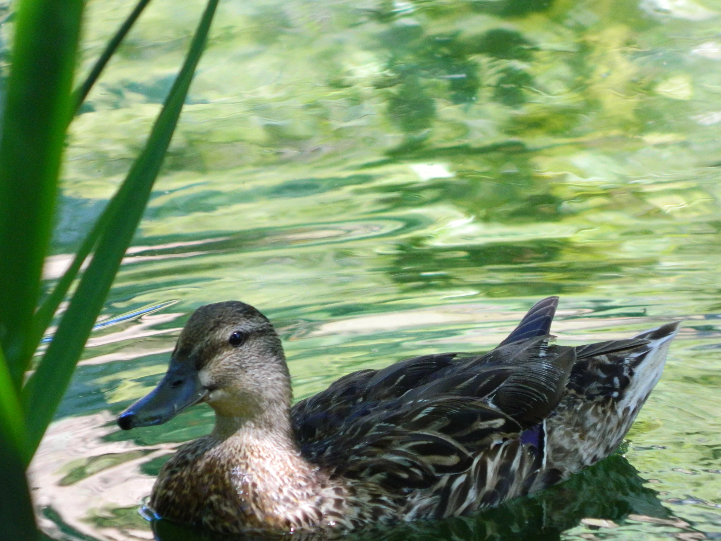 DSCN0101.JPG