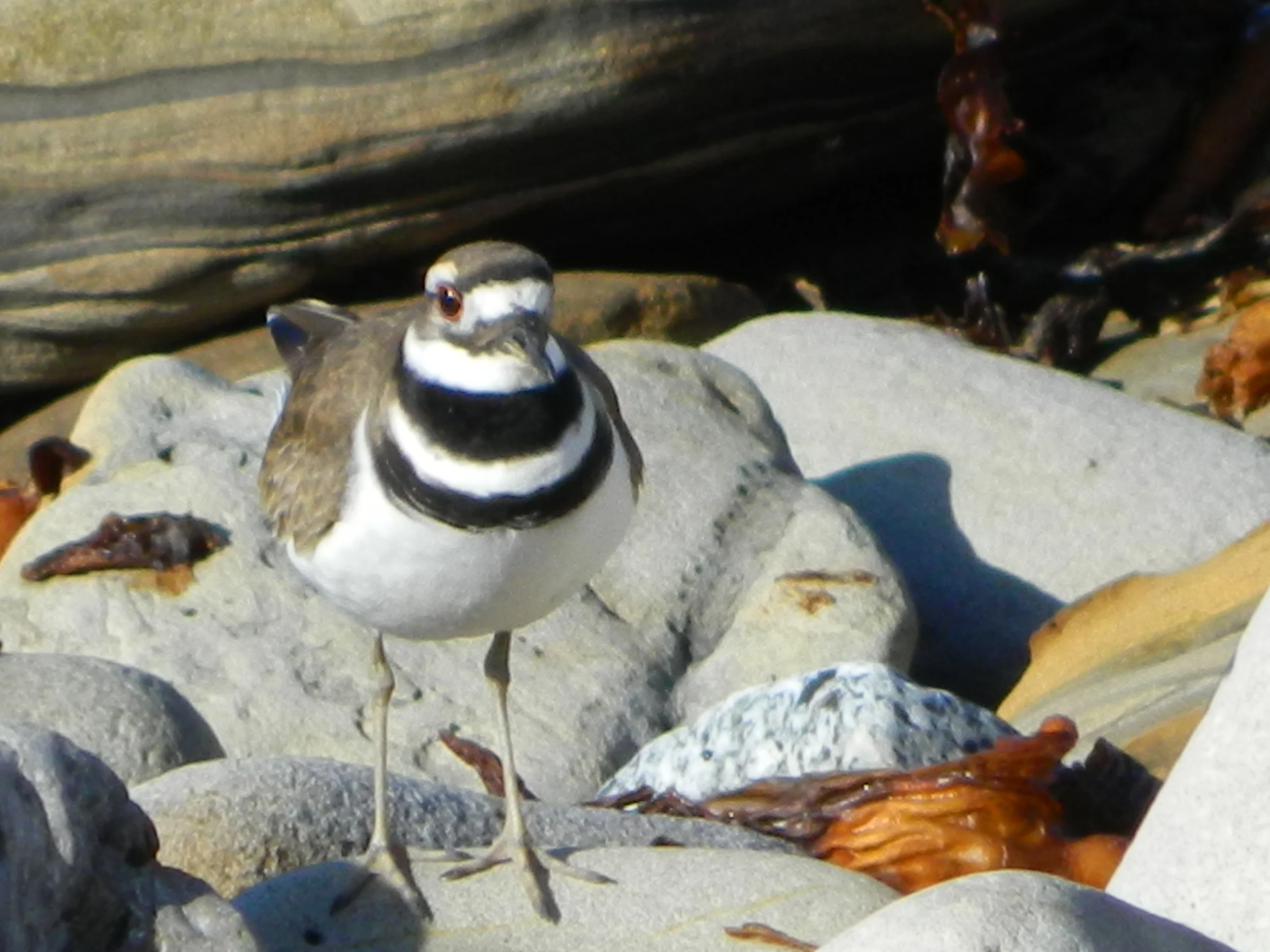 DSCN0658.JPG
