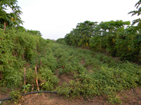 WOW Moz Ag Field 070914.png
