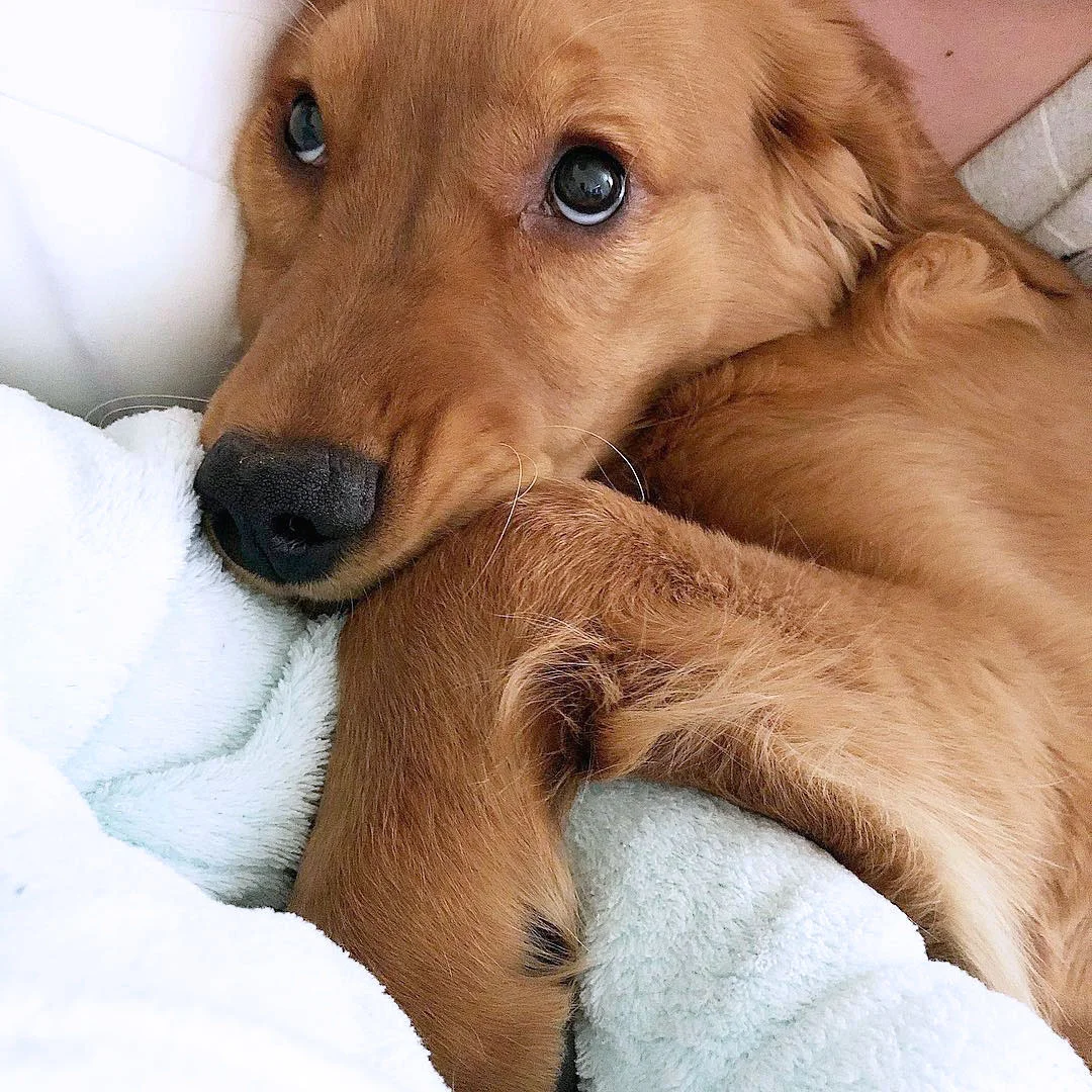 winstonthegingerpup_39409904_1603221849977112_1156708480350945280_n copy.jpg