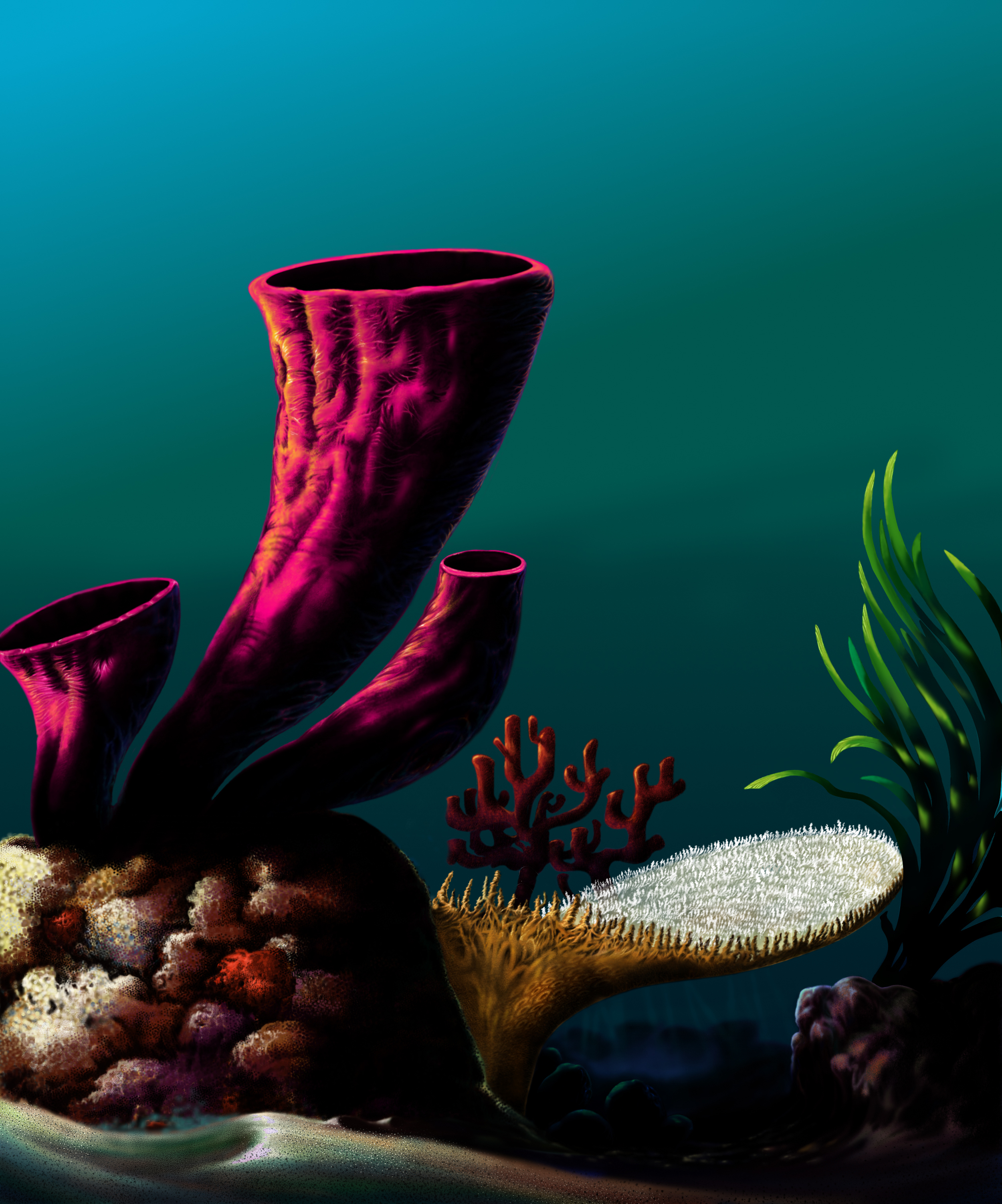 Coral2_2 copy.jpg