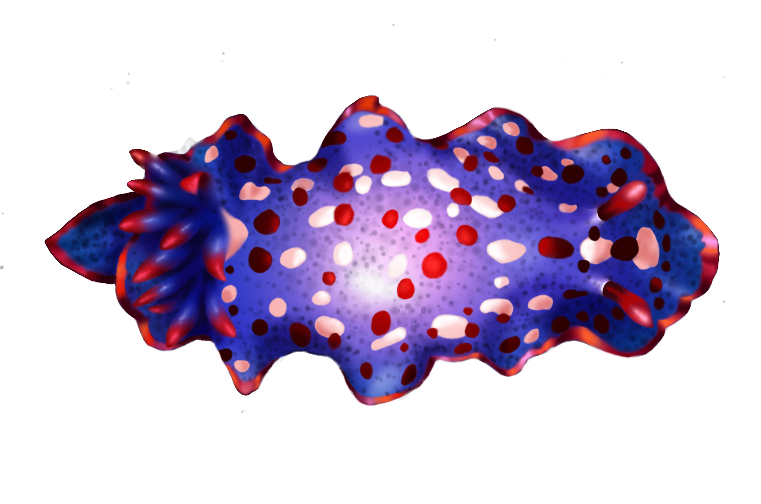 SeaCucumber copy.jpg