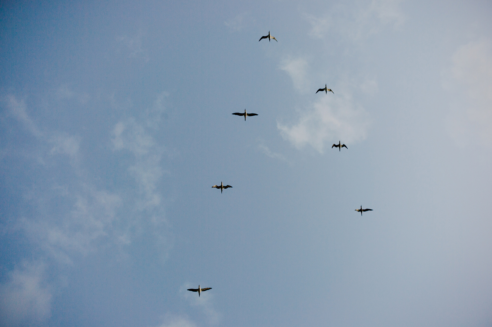 15 Gannets flying in formation at sunset muriwai.jpg