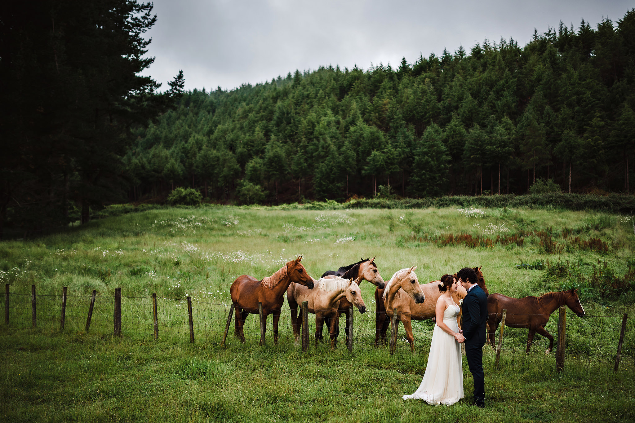 7 New Zealand Wedding Photgrapher Horses in field with couple.JPG