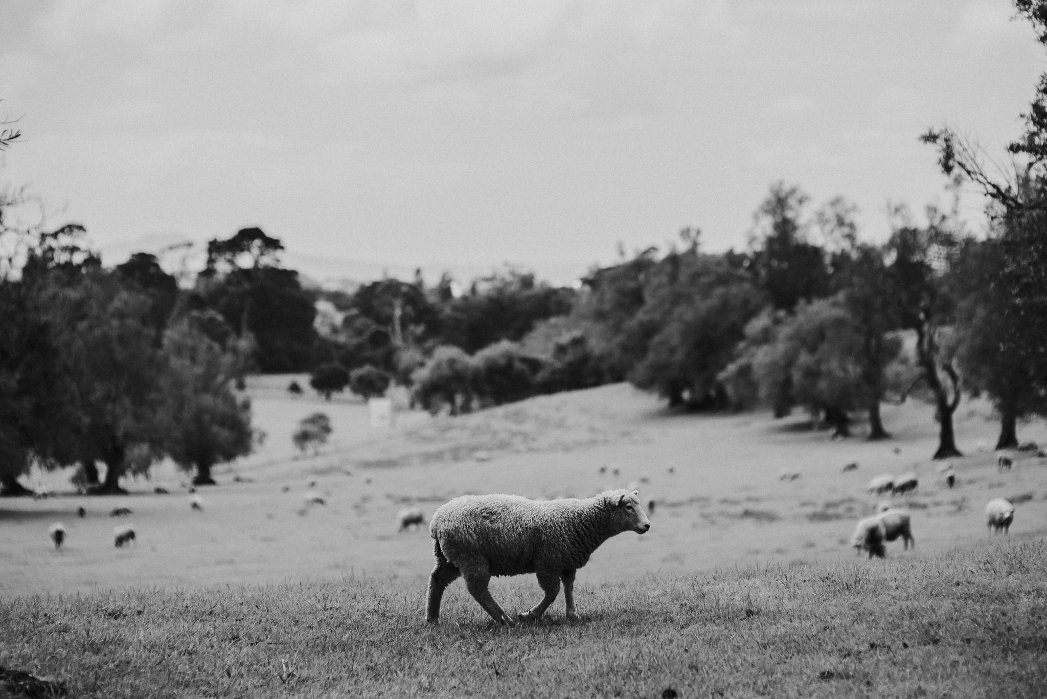 Cornwall Park Sheep, Auckland