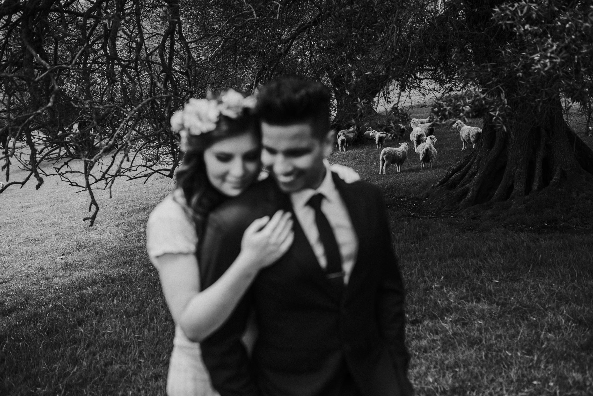 Auckland Wedding Photography with Sheep