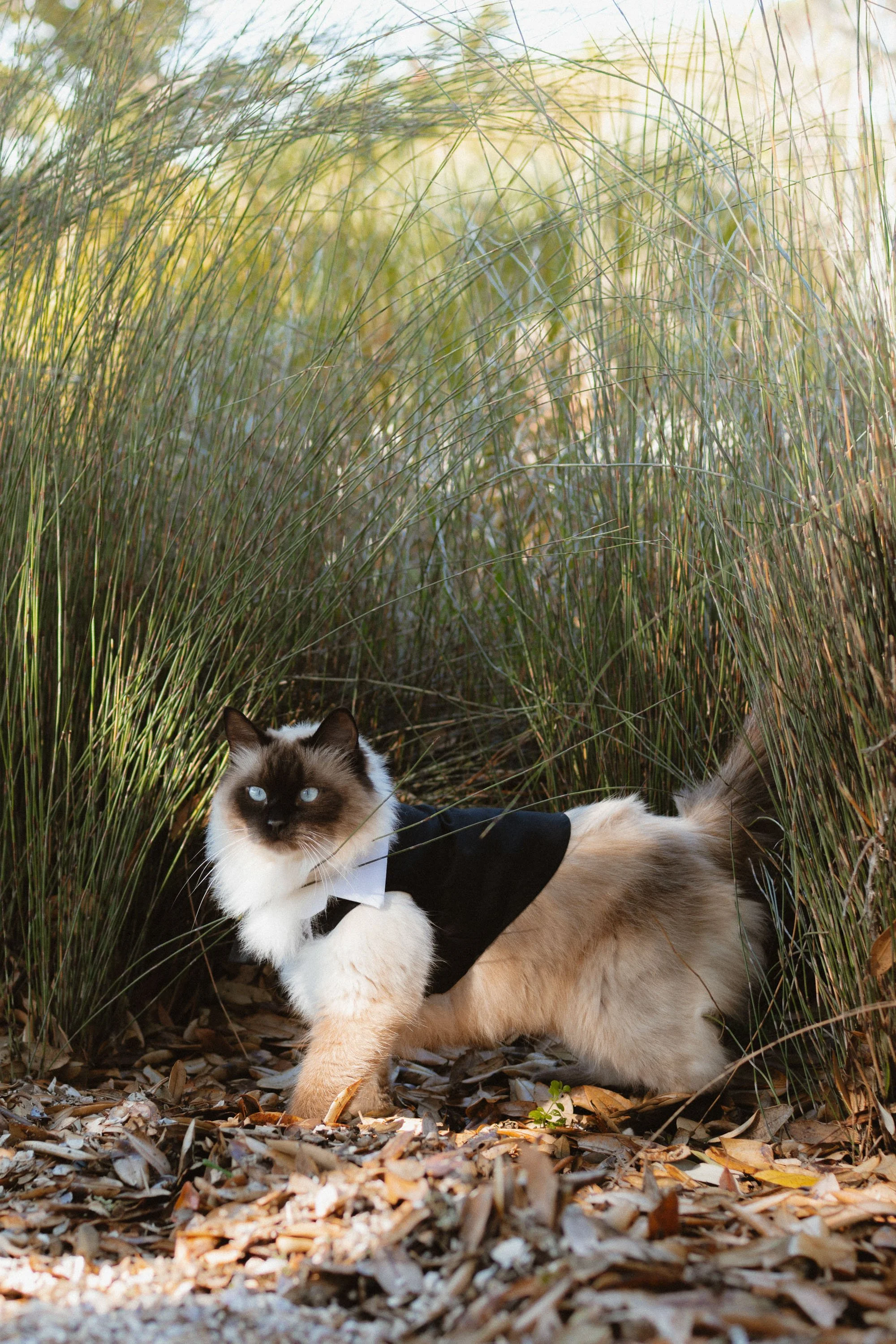 Cat wearing a tuxedo