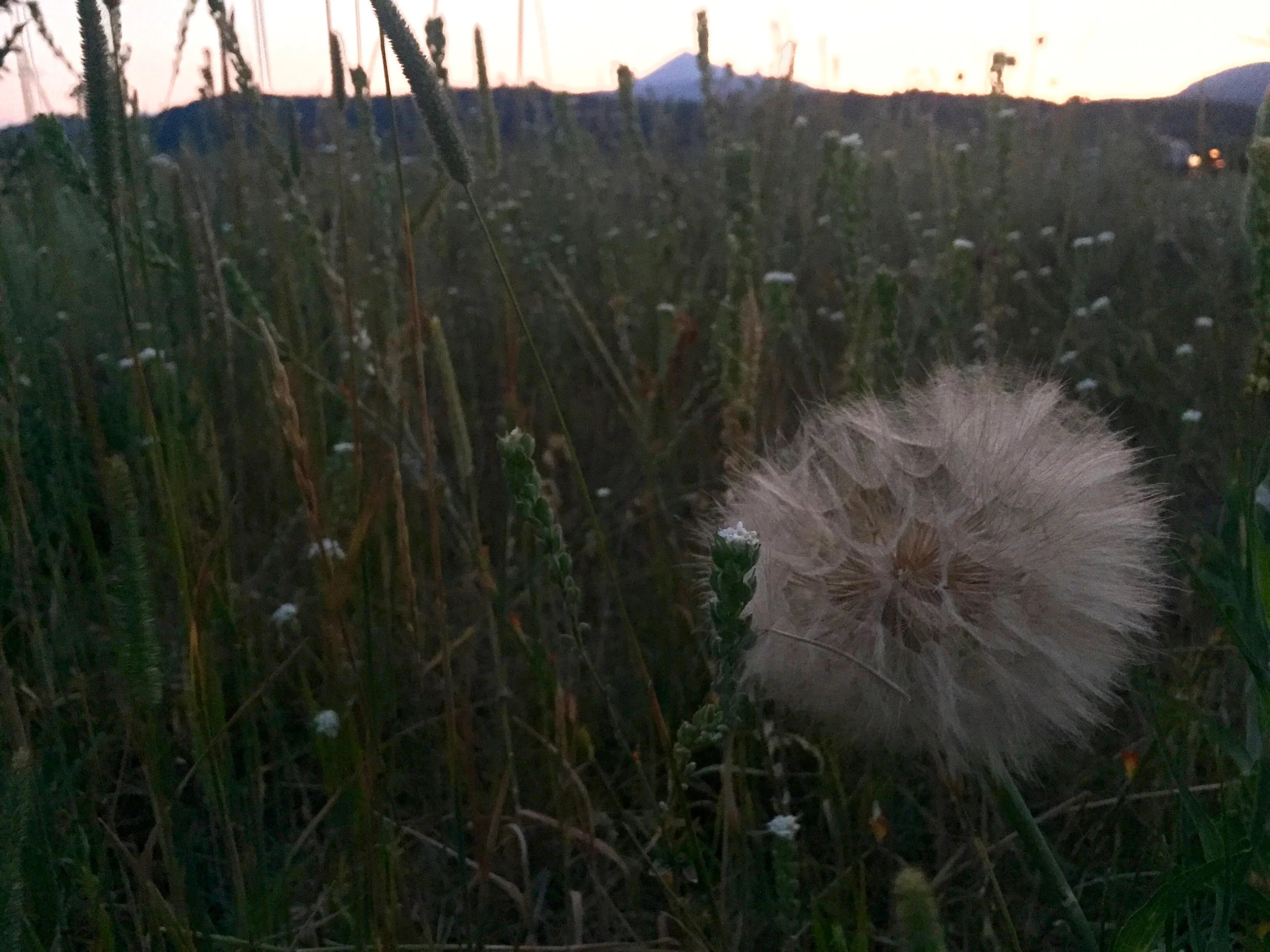Final Big Sky twilight. Walking the upper meadow at twilight is always so meditative, I never thought mountains could provide the same peace as the ocean, I was wrong. Big skies can do just that.