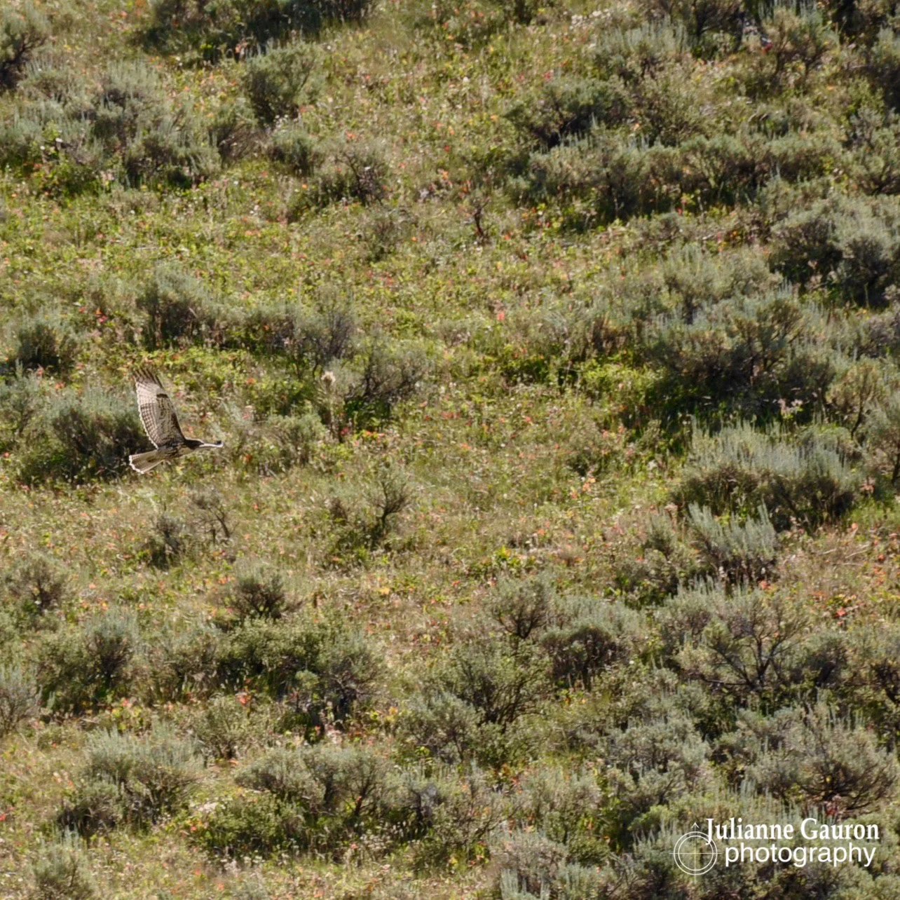 We hiked up into the northwest corner of Yellowstone today, stunning, though very dry. This peregrine kept us company for the first 4 miles.