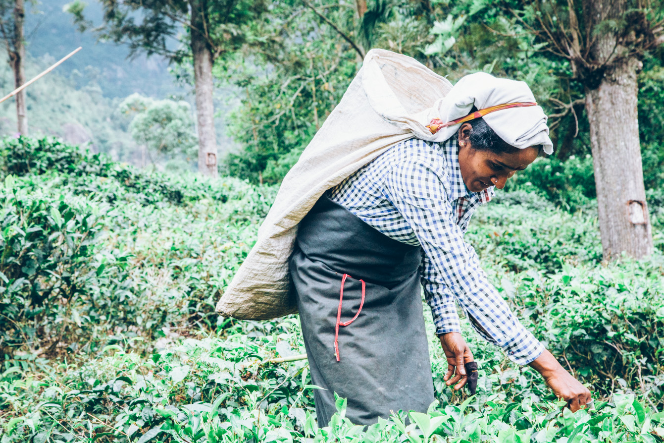 Sri-Lanka-Tea-Zach-Ashton-5.jpg