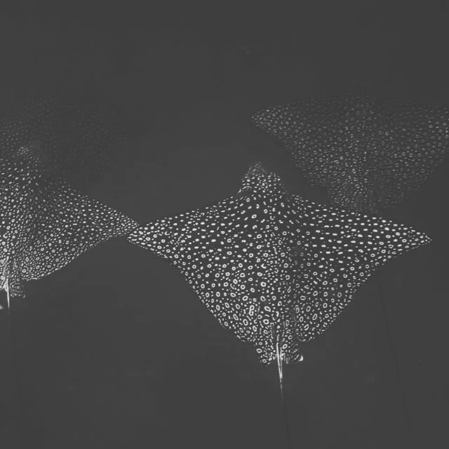 Spotted Eagle Rays.. “spotted” at The Middle Grounds. Underwater photography is insanely difficult, let alone trying to hold your breath. Looking forward to getting some amazing pics this spring/summer. #middlegrounds #freediving @chrisbu