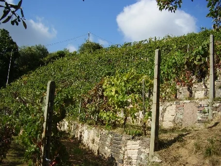 a view of the vinyard in summer. The walls are made from granite off-cuts; an experiment by Sem that drew laughter from the neighboring farmers. They said his vines would wither from the heat of the granite. The were wrong. Feudo is always the first in the area to harvest.
