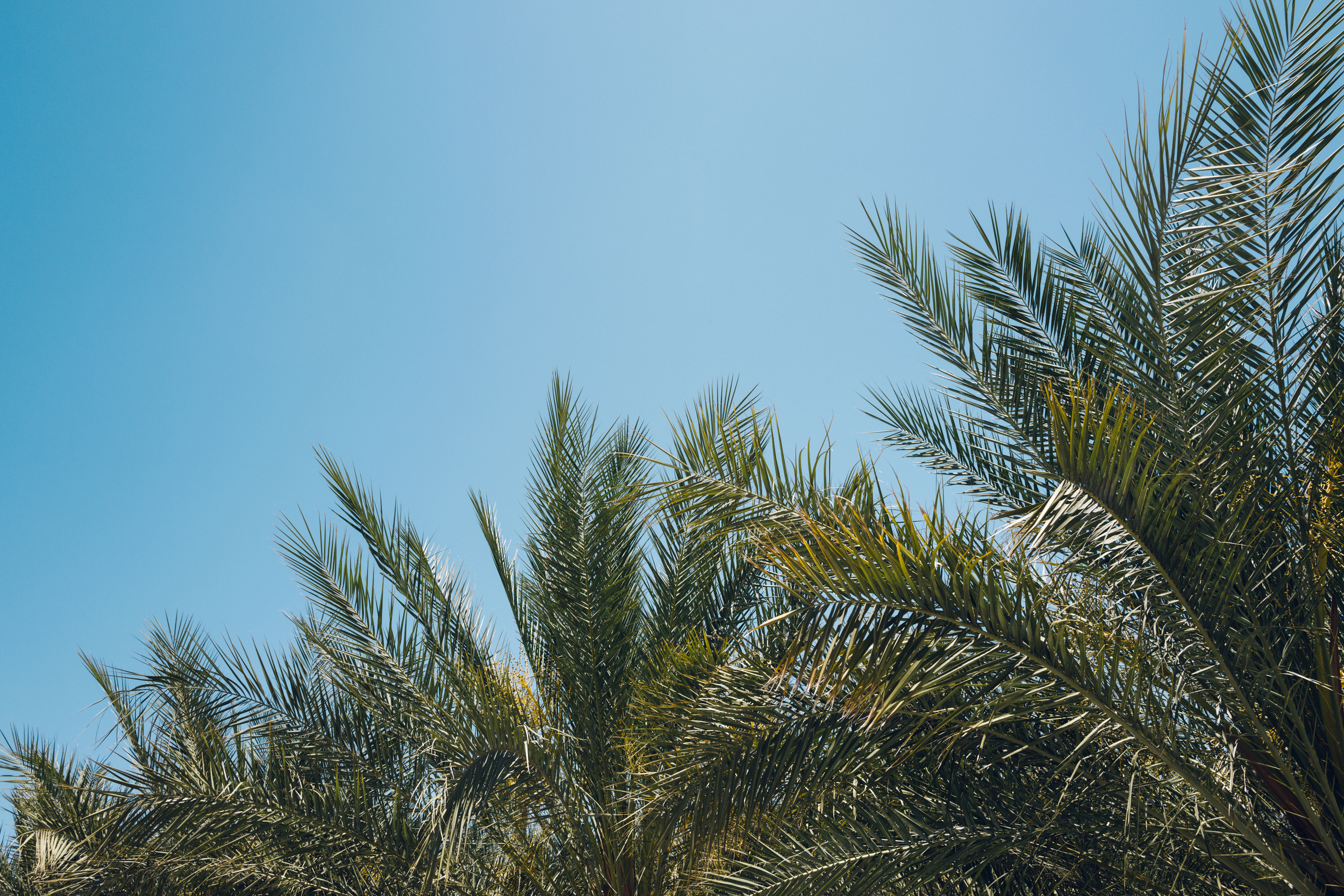 2016 Palm Springs and LA 1040806.jpg