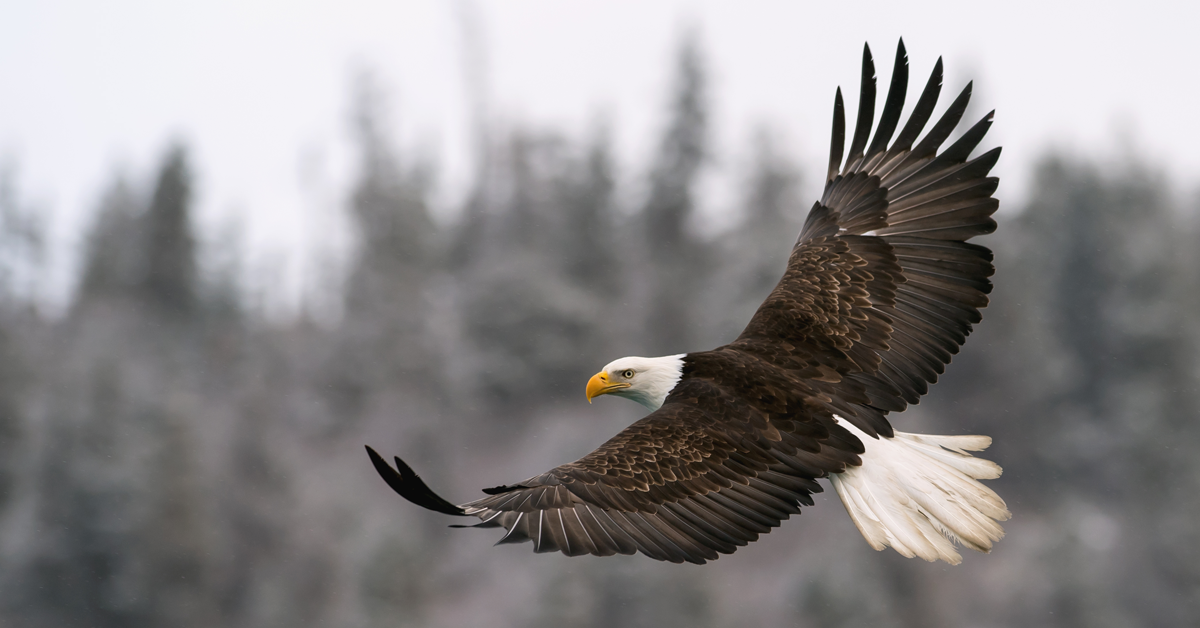 Eagle.png