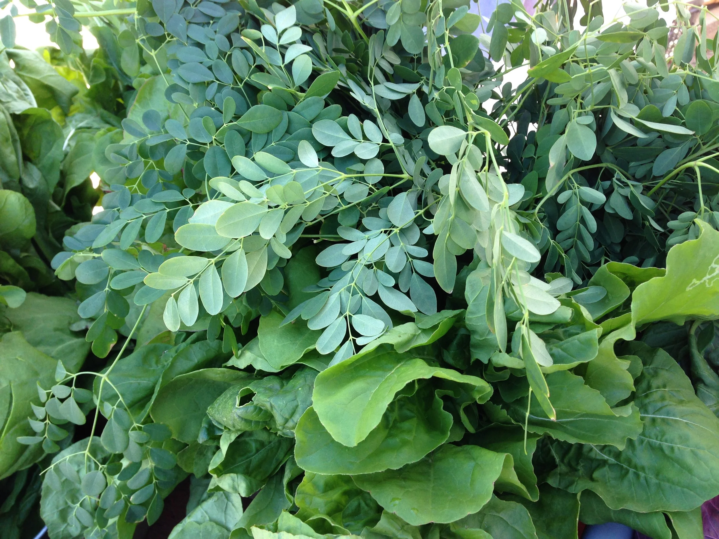moringa2.jpg